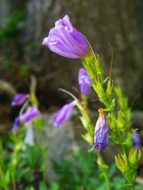 Cardwell's penstemon (Penstemon cardwellii) [Browder Ridge, Willamette National Forest, Linn County, Oregon]
