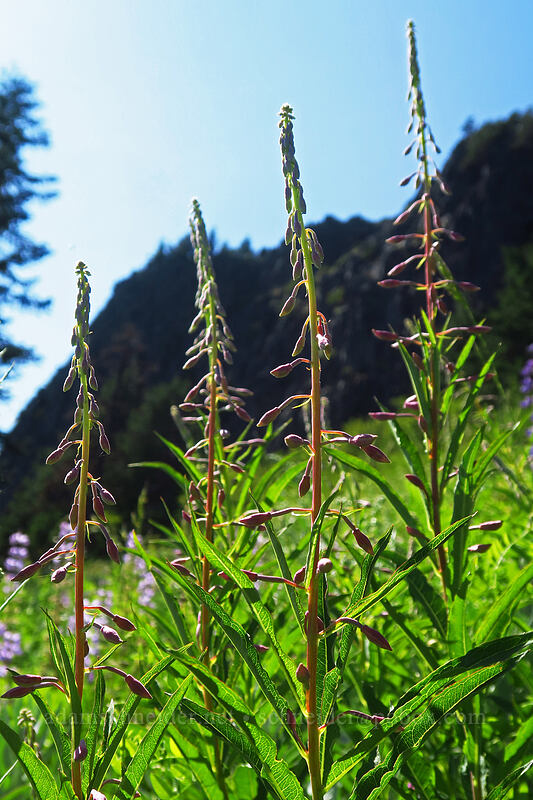 fireweed, budding (Chamerion angustifolium (Chamaenerion angustifolium) (Epilobium angustifolium)) [Heart Lake Trail, Willamette National Forest, Linn County, Oregon]