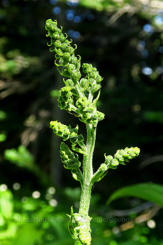 green corn-lily, budding (Veratrum viride var. eschscholtzianum (Veratrum eschscholtzii)) [Heart Lake Trail, Willamette National Forest, Linn County, Oregon]