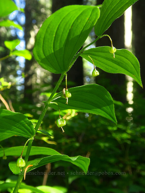 rosy twisted-stalk, going to seed (Streptopus lanceolatus) [Heart Lake Trail, Willamette National Forest, Linn County, Oregon]
