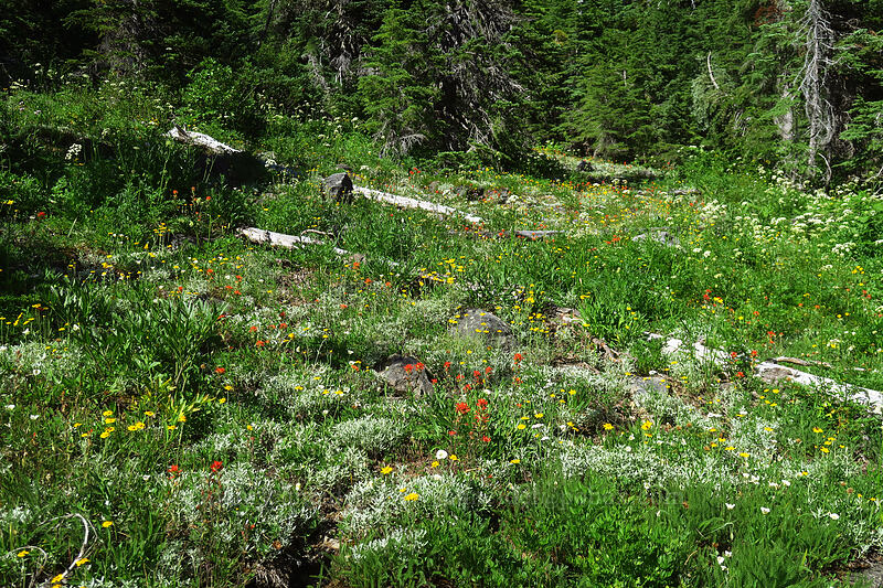 wildflowers [Browder Ridge Trail, Willamette National Forest, Linn County, Oregon]