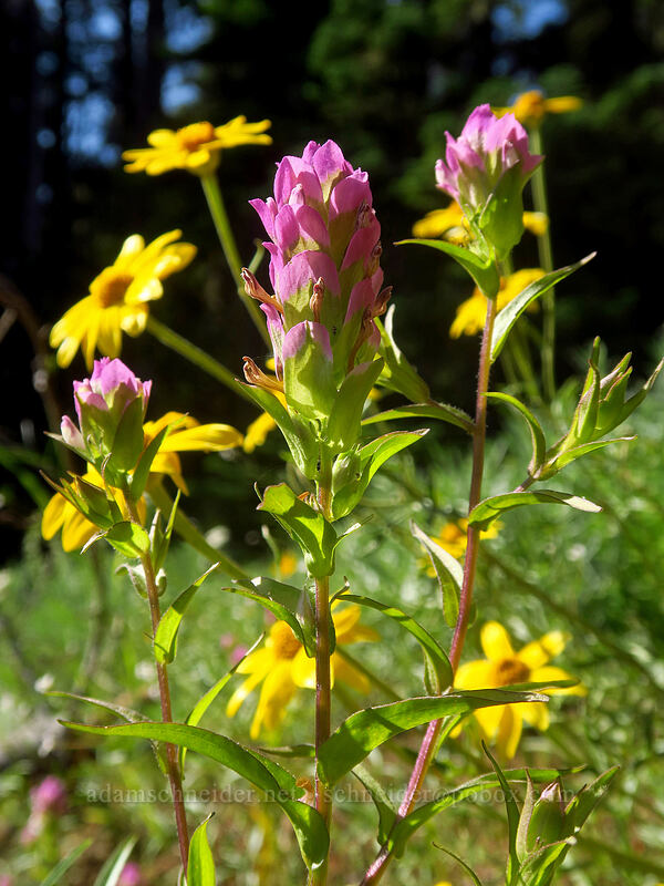 mountain owl's-clover & Oregon sunshine (Orthocarpus imbricatus, Eriophyllum lanatum) [Browder Ridge Trail, Willamette National Forest, Linn County, Oregon]