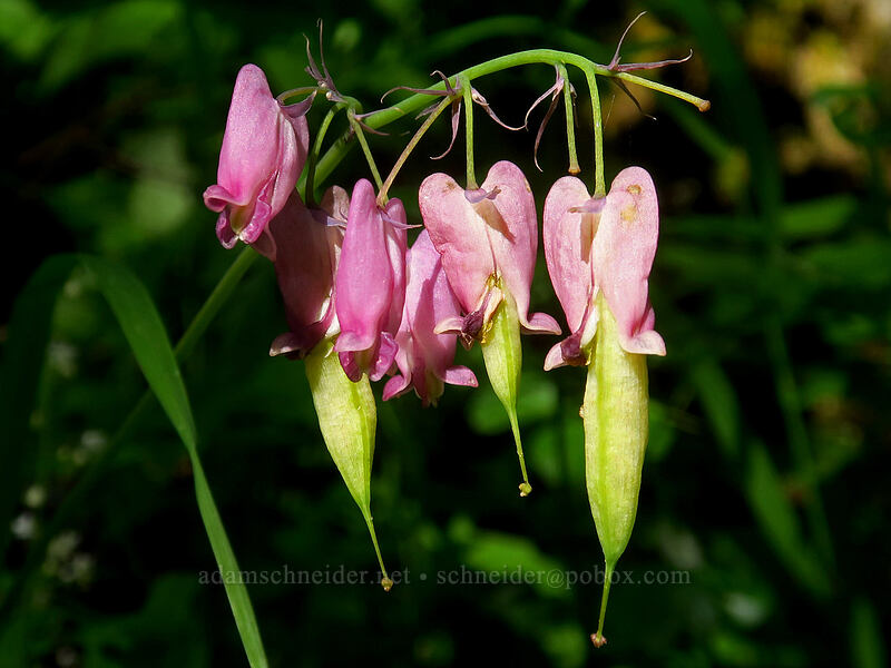 bleeding hearts, going to seed (Dicentra formosa) [Browder Ridge Trail, Willamette National Forest, Linn County, Oregon]