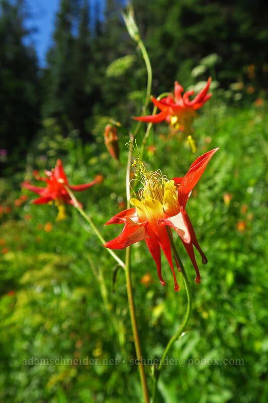 upside-down columbine (Aquilegia formosa) [Browder Ridge Trail, Willamette National Forest, Linn County, Oregon]