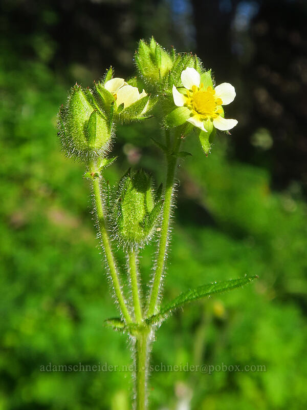 sticky cinquefoil (Drymocallis glandulosa var. glandulosa (Potentilla glandulosa)) [Browder Ridge Trail, Willamette National Forest, Linn County, Oregon]