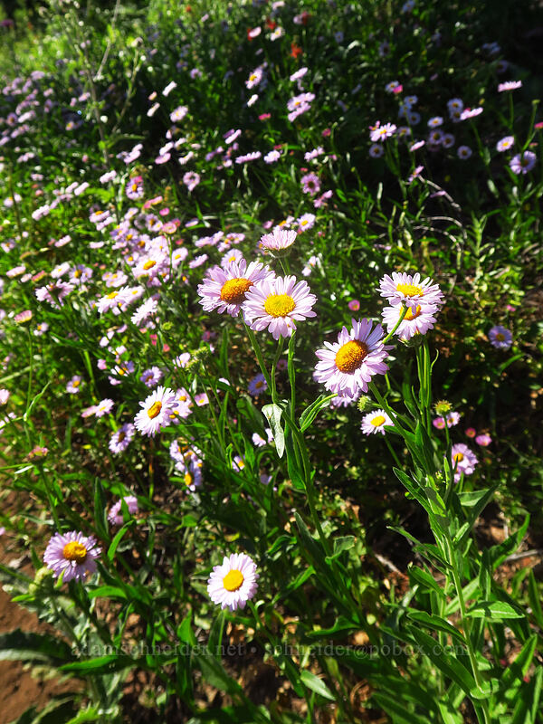 Alice's fleabane (Erigeron aliceae) [Browder Ridge Trail, Willamette National Forest, Linn County, Oregon]