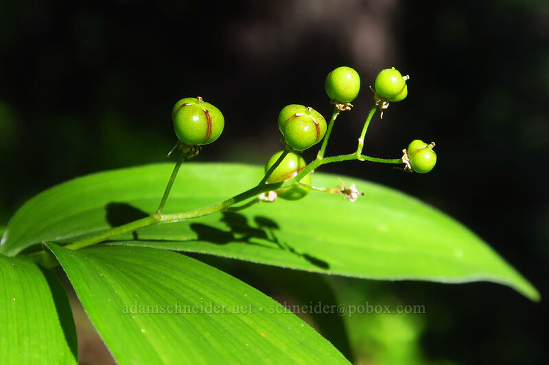 starry false solomon's-seal seeds (Maianthemum stellatum (Smilacina stellata)) [Browder Ridge Trail, Willamette National Forest, Linn County, Oregon]