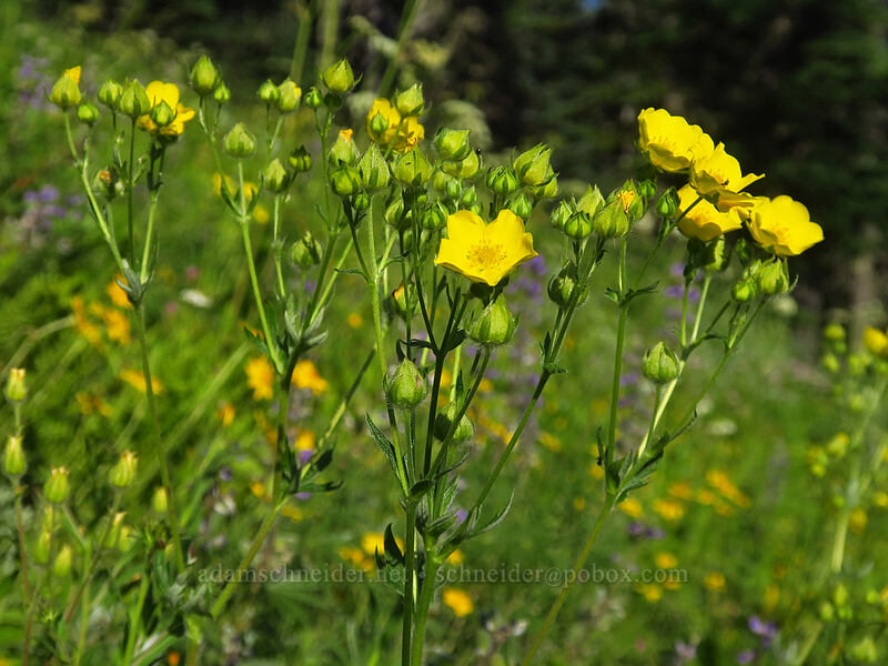 slender cinquefoil (Potentilla gracilis) [Browder Ridge Trail, Willamette National Forest, Linn County, Oregon]