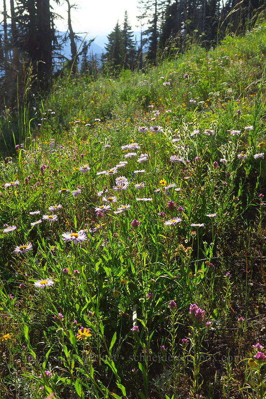 wildflowers [Browder Ridge Trail, Willamette National Forest, Linn County, Oregon]