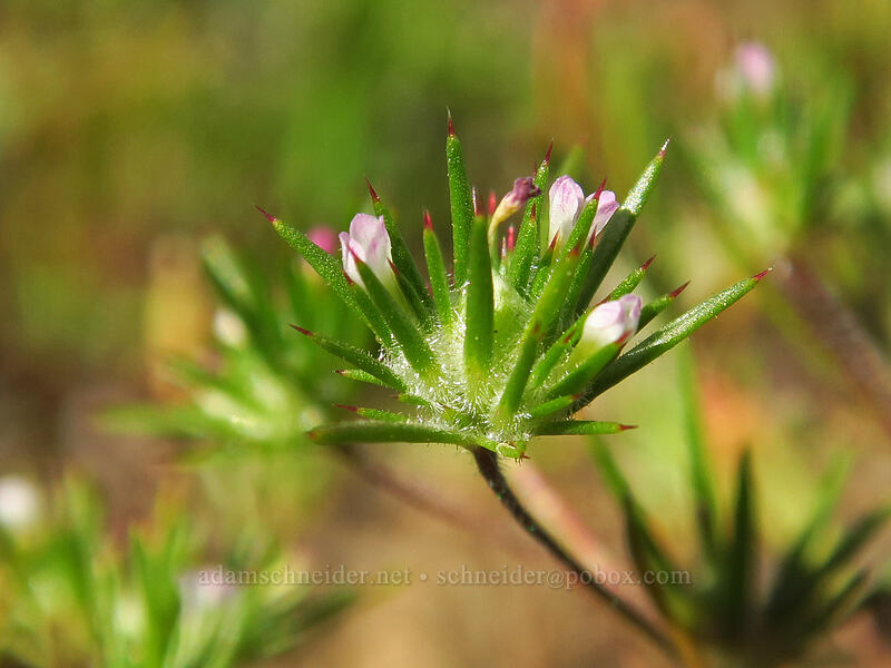 mountain navarretia (Navarretia divaricata) [Browder Ridge Trail, Willamette National Forest, Linn County, Oregon]
