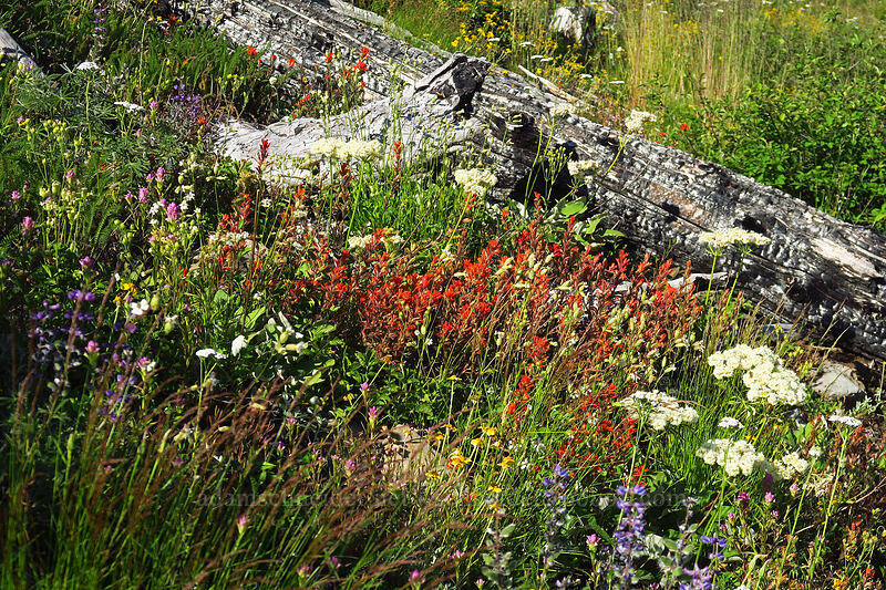 wildflowers [Browder Ridge Trail, Willamette National Forest, Linn County, Oregon]