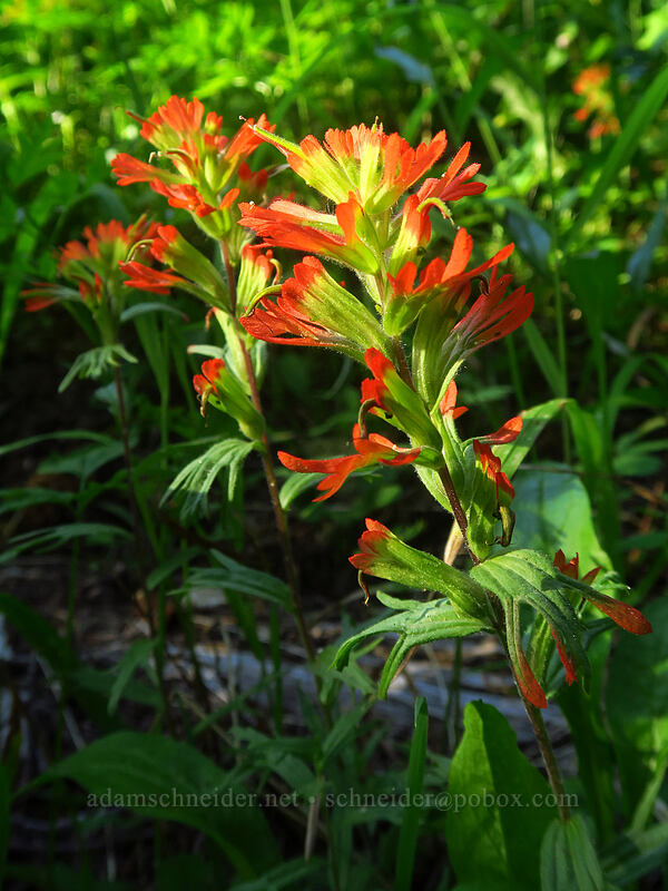 harsh paintbrush (Castilleja hispida) [Browder Ridge Trail, Willamette National Forest, Linn County, Oregon]