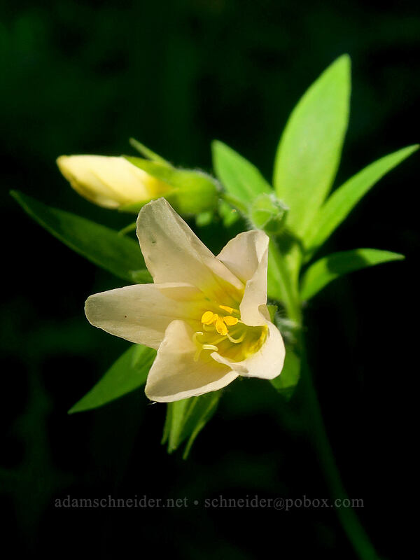 Oregon Jacob's-ladder (Polemonium carneum) [Browder Ridge Trail, Willamette National Forest, Linn County, Oregon]