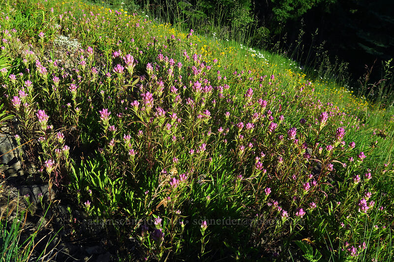 mountain owl's-clover (Orthocarpus imbricatus) [Browder Ridge Trail, Willamette National Forest, Linn County, Oregon]