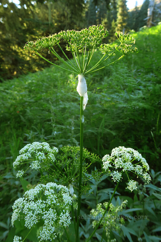 froghopper spittle on lovage (Ligusticum apiifolium) [Browder Ridge Trail, Willamette National Forest, Linn County, Oregon]