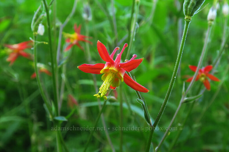 miniature columbine (Aquilegia formosa) [Browder Ridge Trail, Willamette National Forest, Linn County, Oregon]