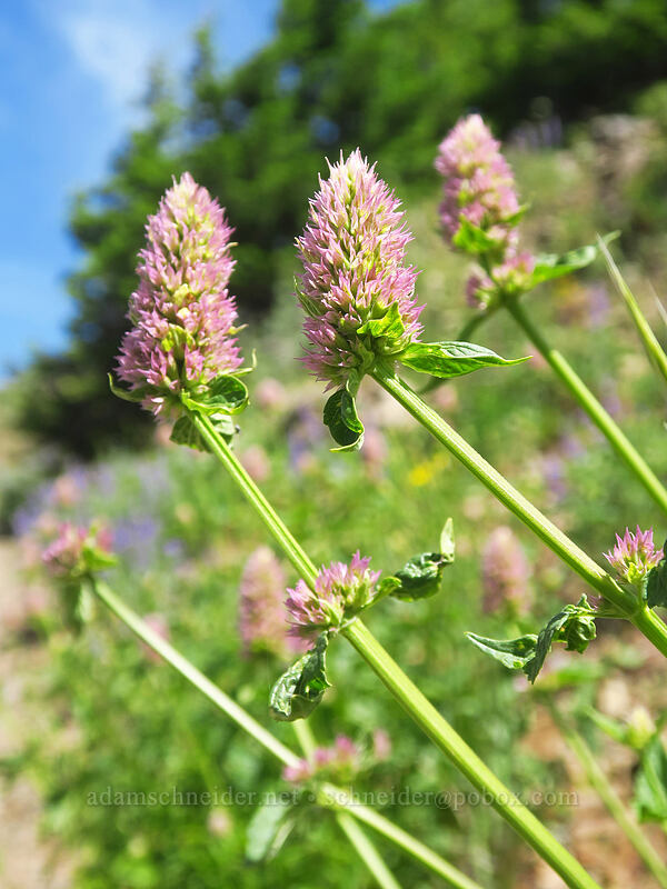 nettle-leaf horsemint (Agastache urticifolia) [Forest Road 2610, Malheur National Forest, Grant County, Oregon]