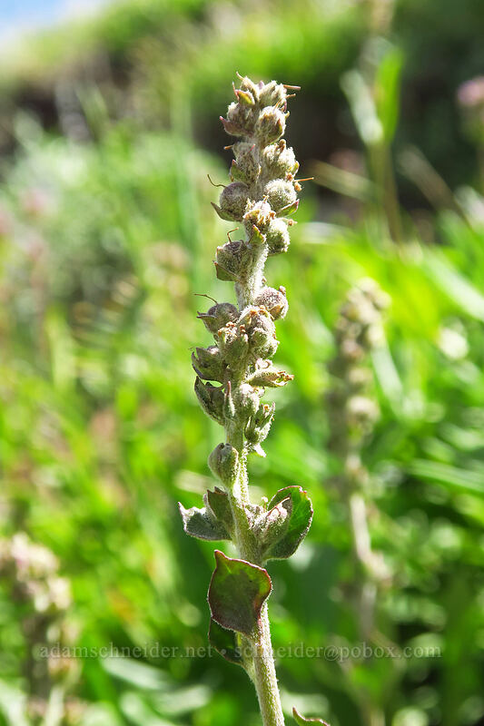 red coral-drops, going to seed (Besseya rubra (Synthyris rubra) (Veronica rubra)) [Forest Road 2610, Malheur National Forest, Grant County, Oregon]