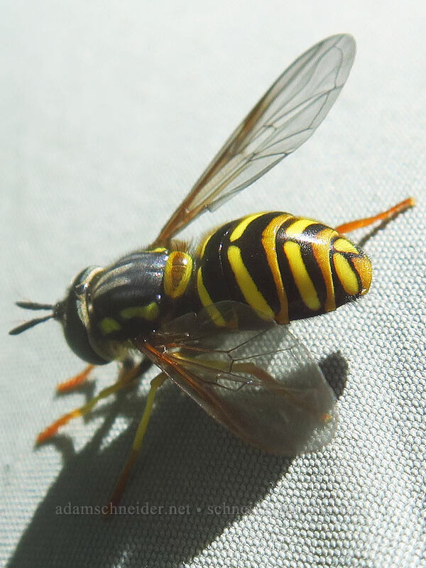 flower fly (Chrysotoxum sp.) [Forest Road 2610, Malheur National Forest, Grant County, Oregon]