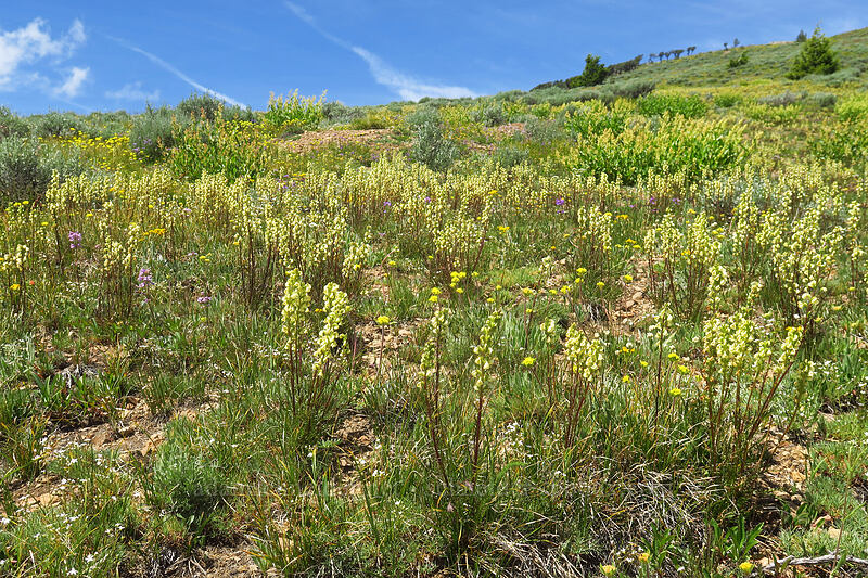 coiled-beak lousewort (Pedicularis contorta) [Dixie Butte, Malheur National Forest, Grant County, Oregon]