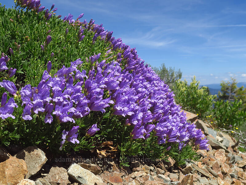 shrubby penstemon (Penstemon fruticosus var. fruticosus) [Dixie Butte, Malheur National Forest, Grant County, Oregon]