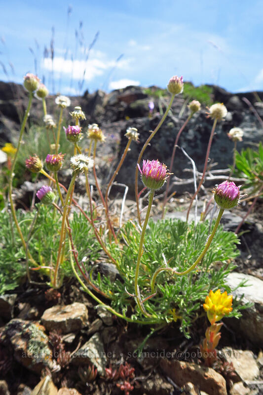 cut-leaf fleabane (Erigeron compositus) [Dixie Butte, Malheur National Forest, Grant County, Oregon]