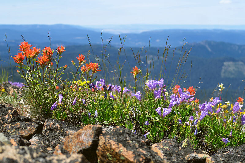 wildflowers [Dixie Butte, Malheur National Forest, Grant County, Oregon]