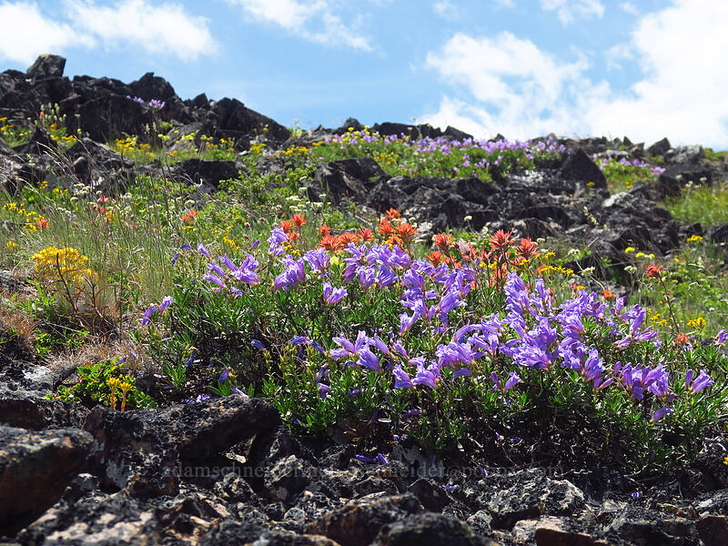 wildflowers [Dixie Butte, Malheur National Forest, Grant County, Oregon]
