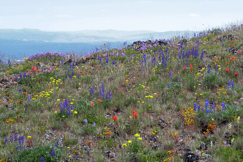 wildflowers [Dixie Butte, Malheur National Forest, Grant County, Oregon]