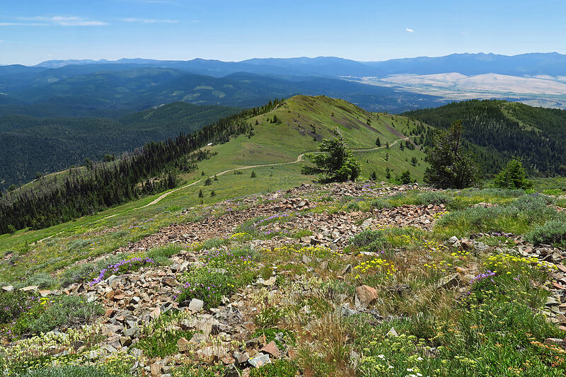 ridge south of Dixie Butte [Dixie Butte, Malheur National Forest, Grant County, Oregon]