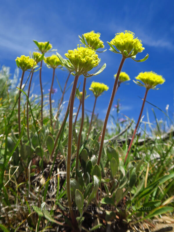 Piper's golden buckwheat (Eriogonum flavum var. piperi) [Dixie Butte, Malheur National Forest, Grant County, Oregon]