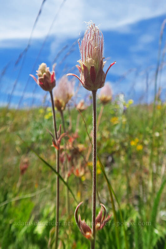 prairie smoke (Geum triflorum) [Dixie Butte, Malheur National Forest, Grant County, Oregon]