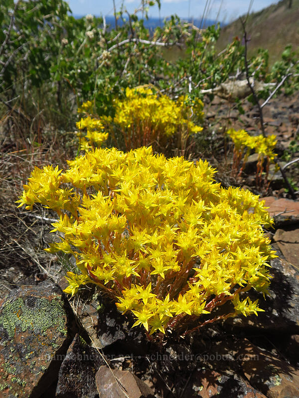 lance-leaf stonecrop (Sedum lanceolatum) [southeast of Dixie Butte, Malheur National Forest, Grant County, Oregon]