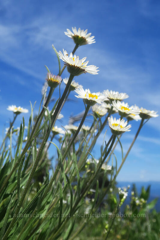 Eaton's shaggy fleabane (Erigeron eatonii var. villosus) [southeast of Dixie Butte, Malheur National Forest, Grant County, Oregon]