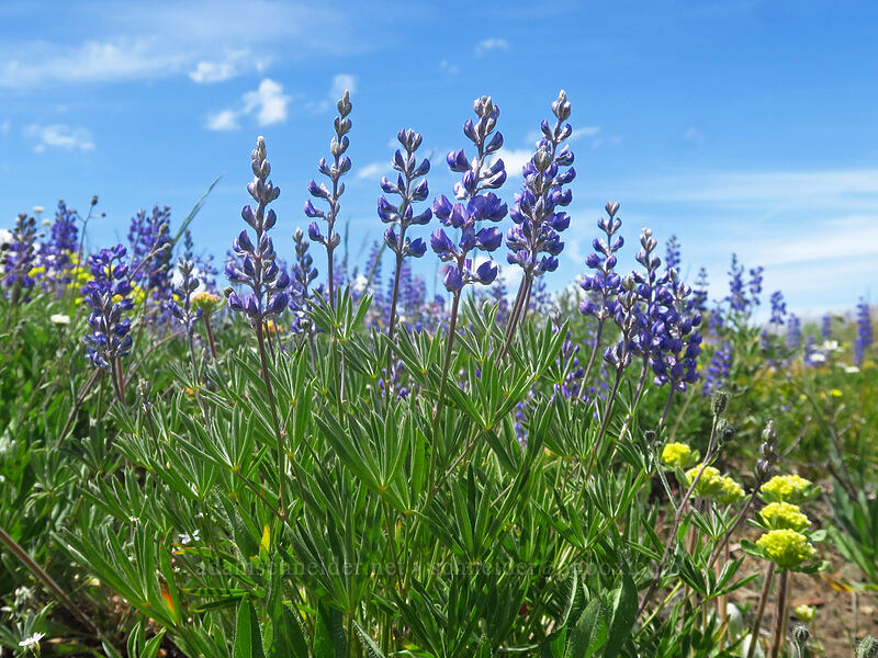 tail-cup lupine (Lupinus argenteus var. heteranthus (Lupinus caudatus)) [southeast of Dixie Butte, Malheur National Forest, Grant County, Oregon]