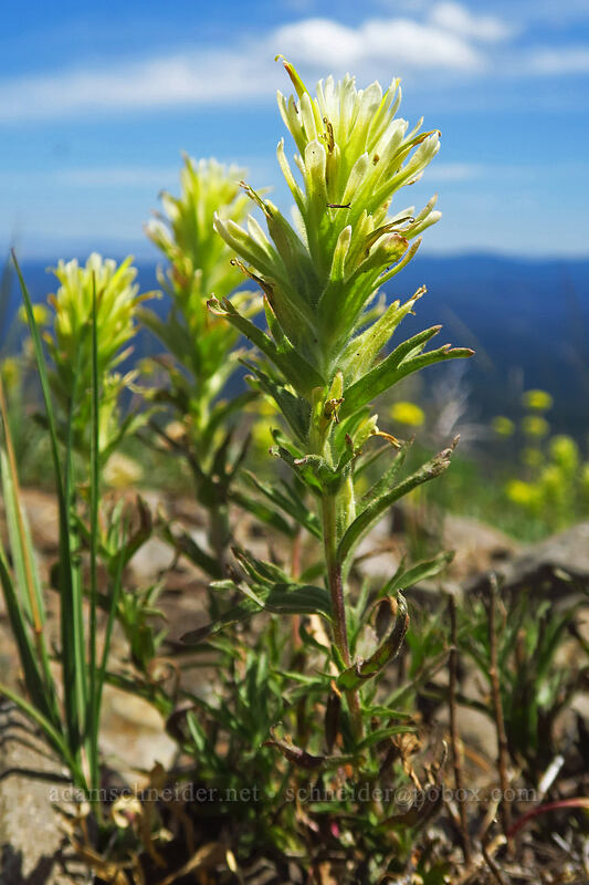 glandular paintbrush with white-tipped bracts (Castilleja glandulifera) [southeast of Dixie Butte, Malheur National Forest, Grant County, Oregon]