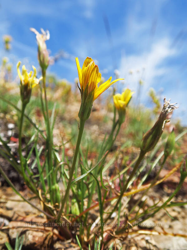 nodding microseris (Microseris nutans (Scorzonella nutans)) [southeast of Dixie Butte, Malheur National Forest, Grant County, Oregon]