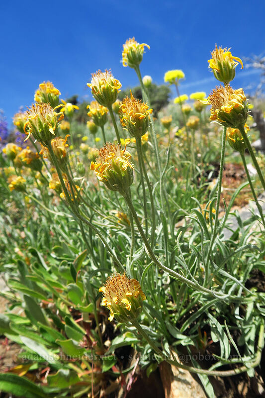 woolly goldenweed, fading (Stenotus lanuginosus var. lanuginosus (Haplopappus lanuginosus)) [southeast of Dixie Butte, Malheur National Forest, Grant County, Oregon]
