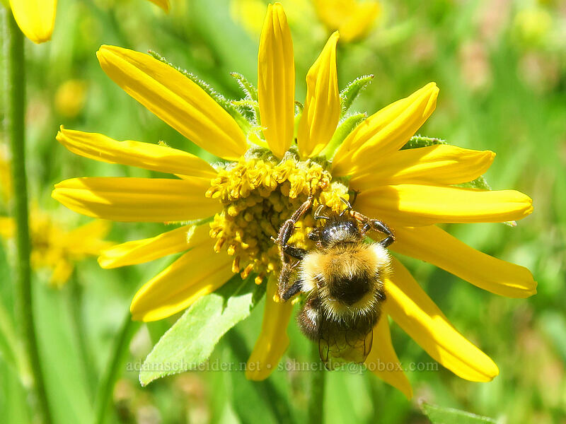 bumblebee on sunflowers (Bombus sp., Helianthella uniflora) [southeast of Dixie Butte, Malheur National Forest, Grant County, Oregon]