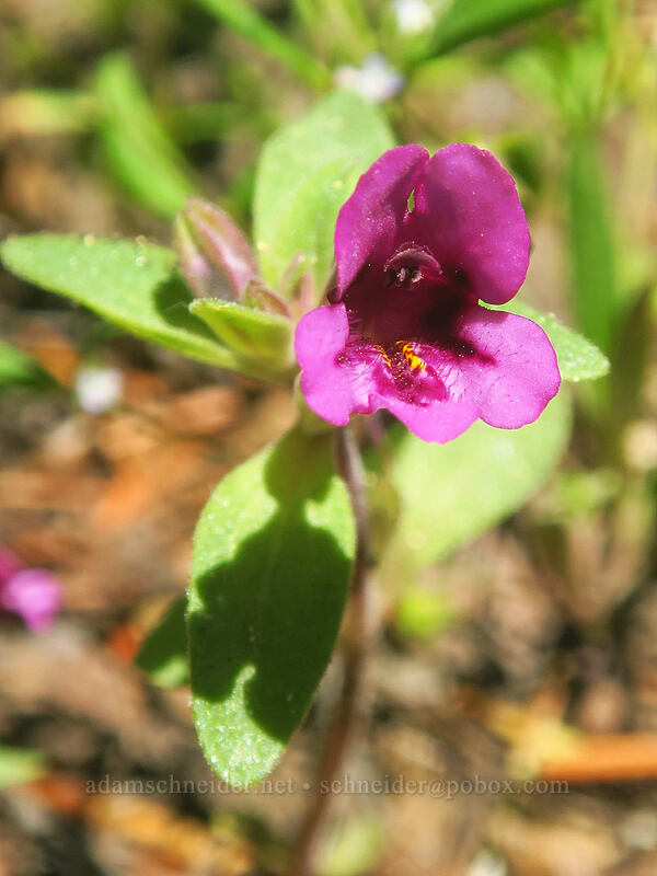 dwarf purple monkeyflower (Diplacus nanus (Mimulus nanus)) [southeast of Dixie Butte, Malheur National Forest, Grant County, Oregon]