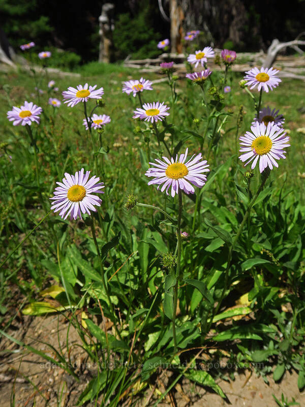 subalpine fleabane (Erigeron glacialis var. glacialis) [Forest Road 2610, Malheur National Forest, Grant County, Oregon]