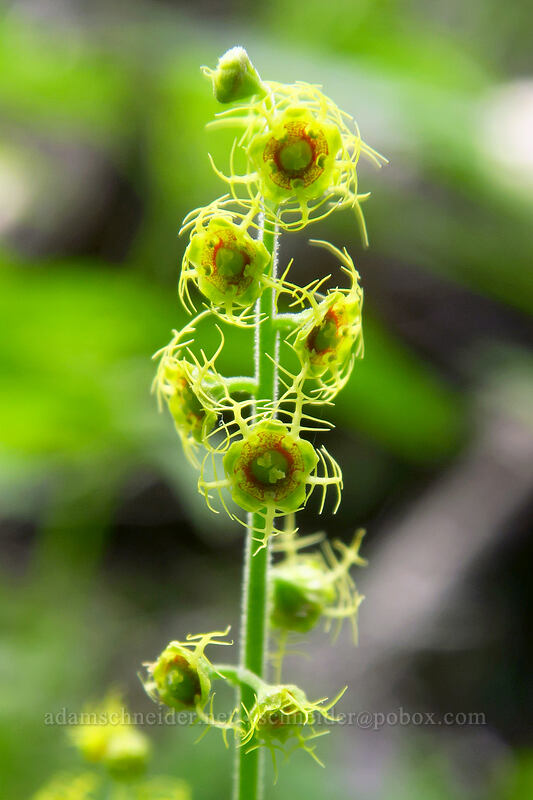 alpine mitrewort (Pectiantia pentandra (Mitella pentandra)) [Dixie Spring, Malheur National Forest, Grant County, Oregon]