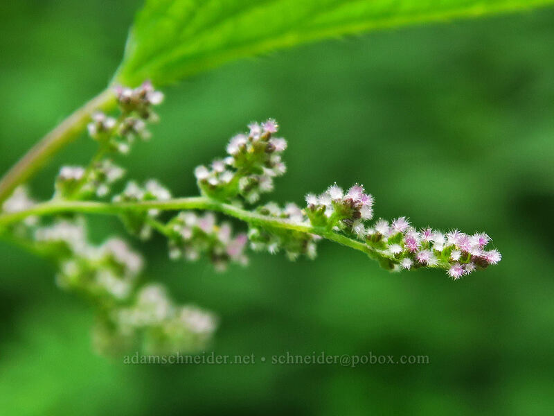 stinging nettle flowers (Urtica gracilis (Urtica dioica ssp. gracilis)) [Dixie Spring, Malheur National Forest, Grant County, Oregon]