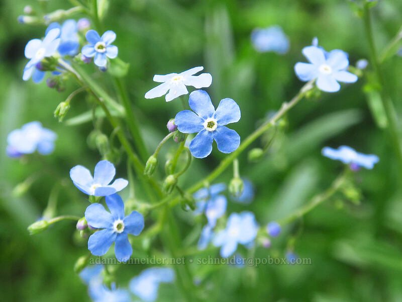 blue stickseed (Hackelia micrantha (Hackelia jessicae)) [Dixie Spring, Malheur National Forest, Grant County, Oregon]