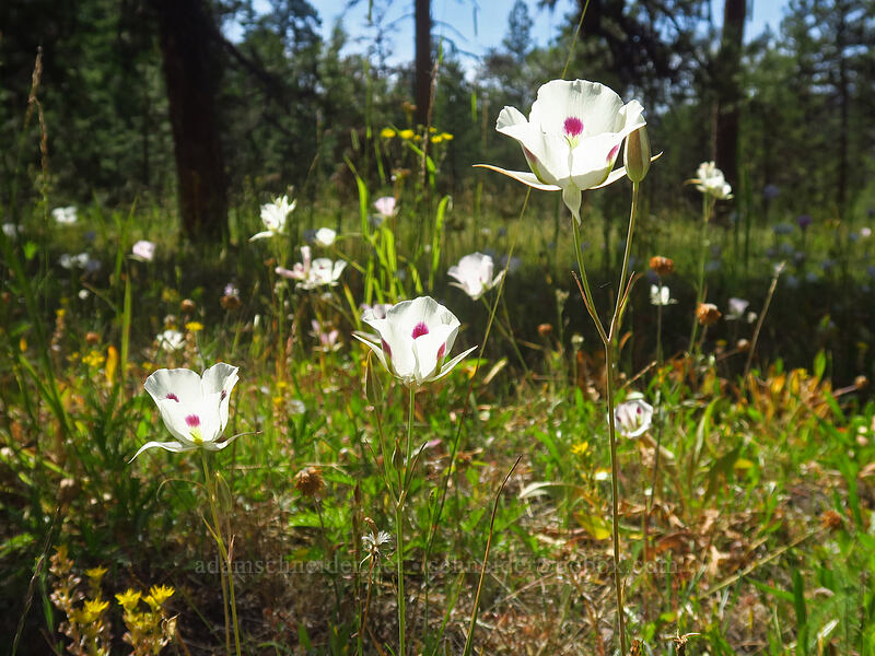 big-pod mariposa lilies (Calochortus eurycarpus) [Forest Road 18, Malheur National Forest, Grant County, Oregon]