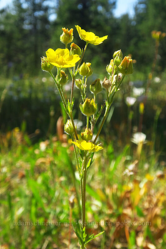 slender cinquefoil (Potentilla gracilis) [Forest Road 18, Malheur National Forest, Grant County, Oregon]