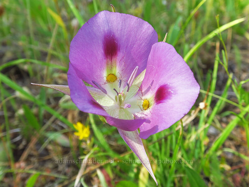 pink big-pod mariposa lily (Calochortus eurycarpus) [Forest Road 18, Malheur National Forest, Grant County, Oregon]
