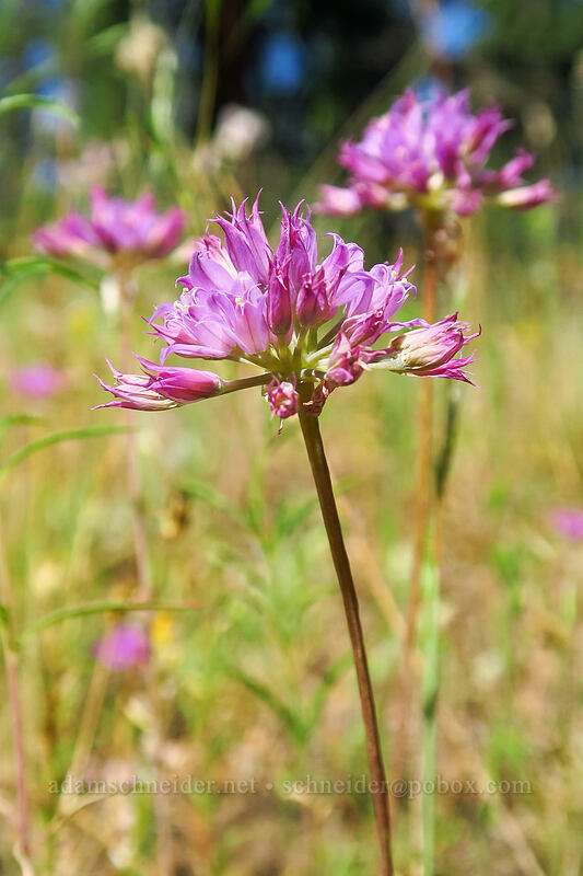 taper-tip onion (Allium acuminatum) [Forest Road 18, Malheur National Forest, Grant County, Oregon]