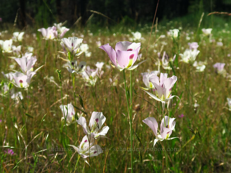 big-pod mariposa lilies (Calochortus eurycarpus) [Forest Road 18, Malheur National Forest, Grant County, Oregon]