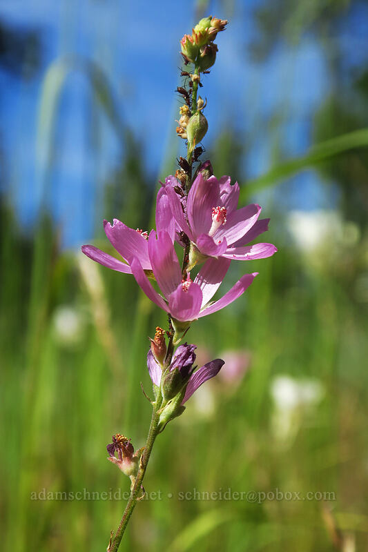 Oregon checker-mallow (Sidalcea oregana) [Forest Road 18, Malheur National Forest, Grant County, Oregon]